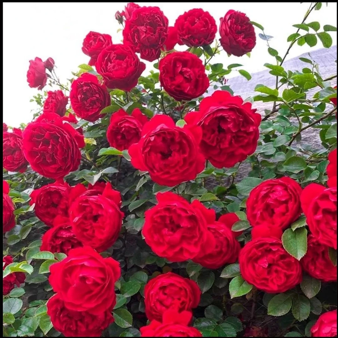 【1.2-1.6米】爬藤月季蒂娜月季蔷薇四季开花