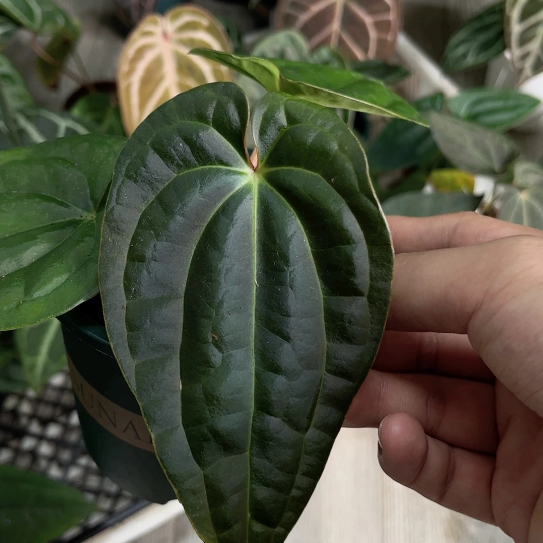 完全开放奢华杂帝王