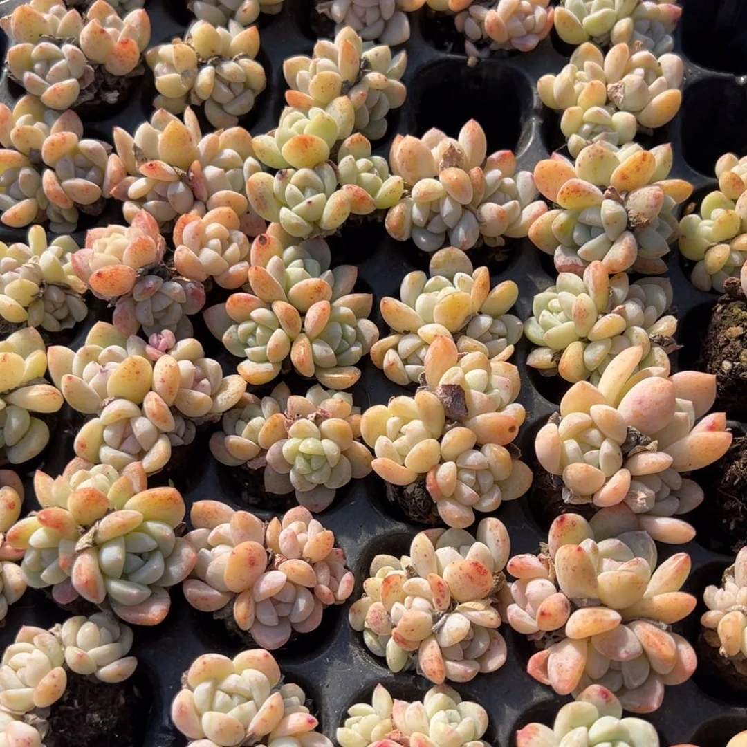 冰玉优选三头群 到手1颗 大小3cm 两年半苗龄 量拍多肉满18包邮