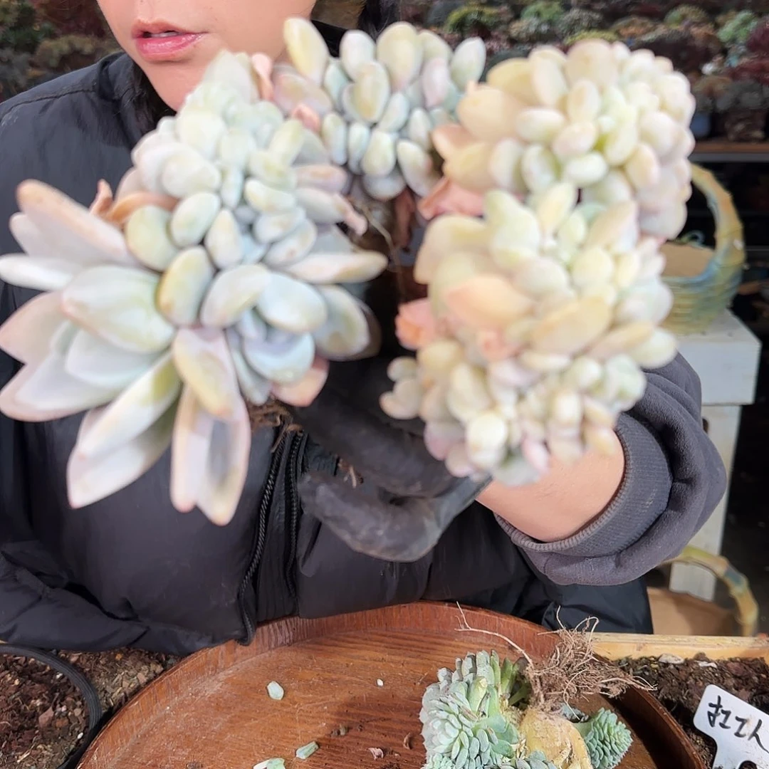 计*计林，粉兔缀 158        肉