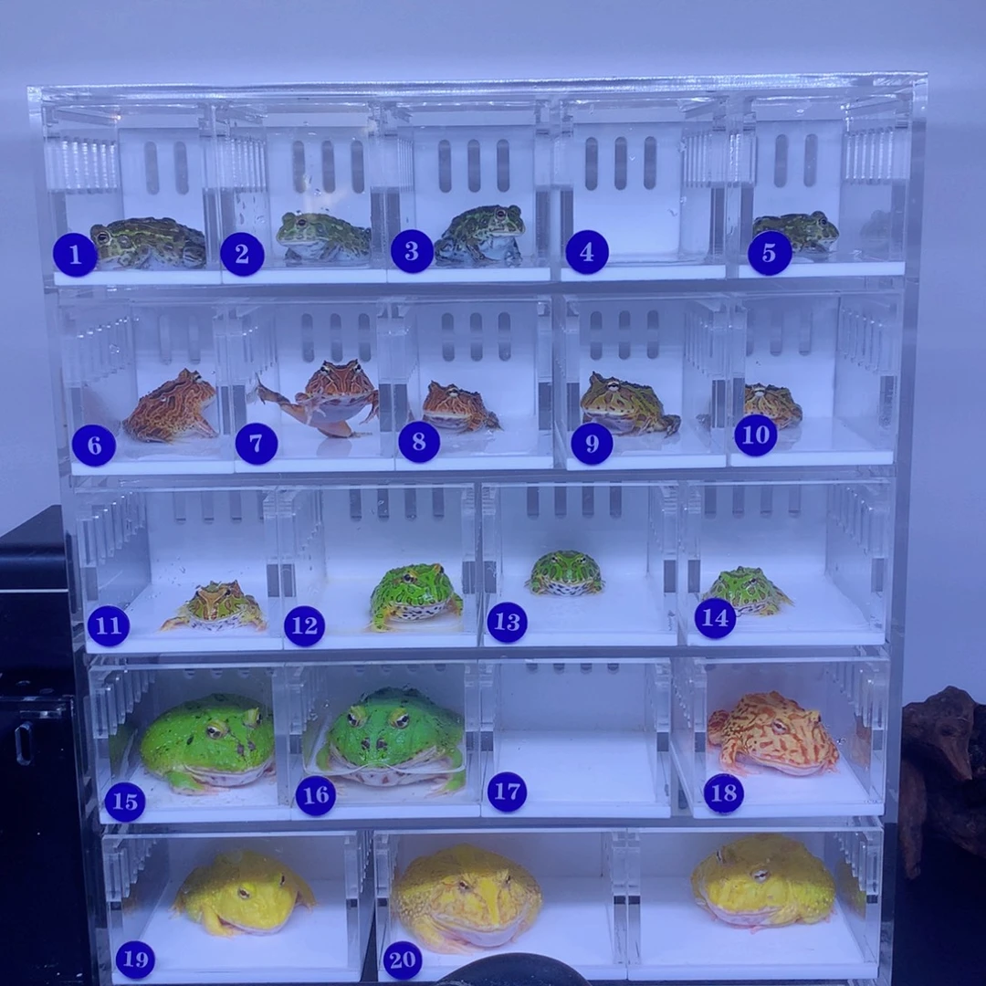 同于传统美德……这次