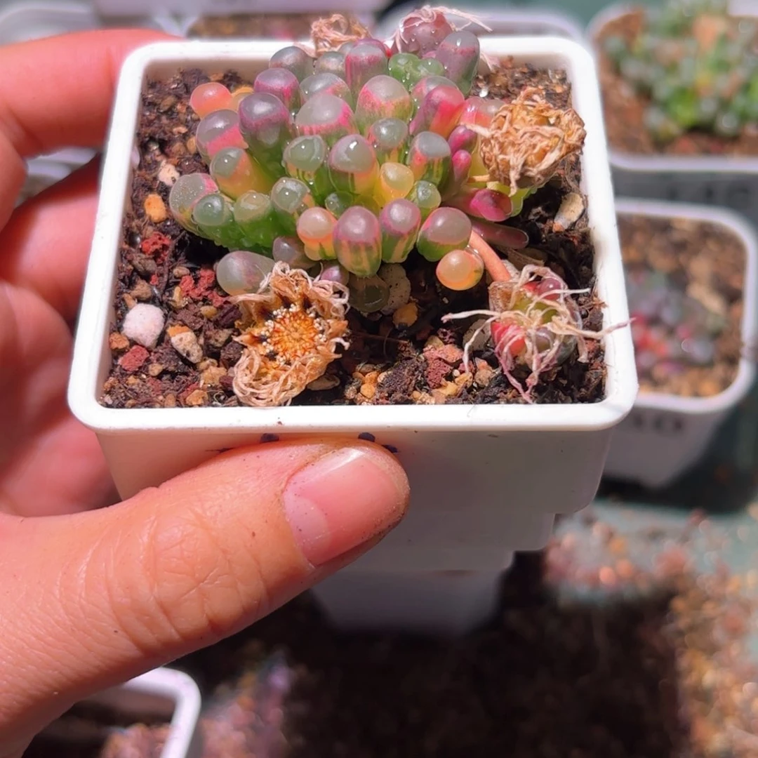 苏***苏50粒十七号五十铃玉锦多肉植物锦种子