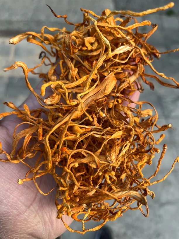 【土野特产山货】虫草花