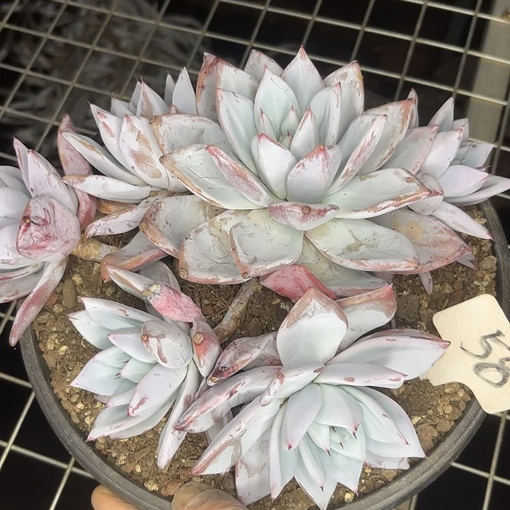 两单包邮，一物一拍，58巨人