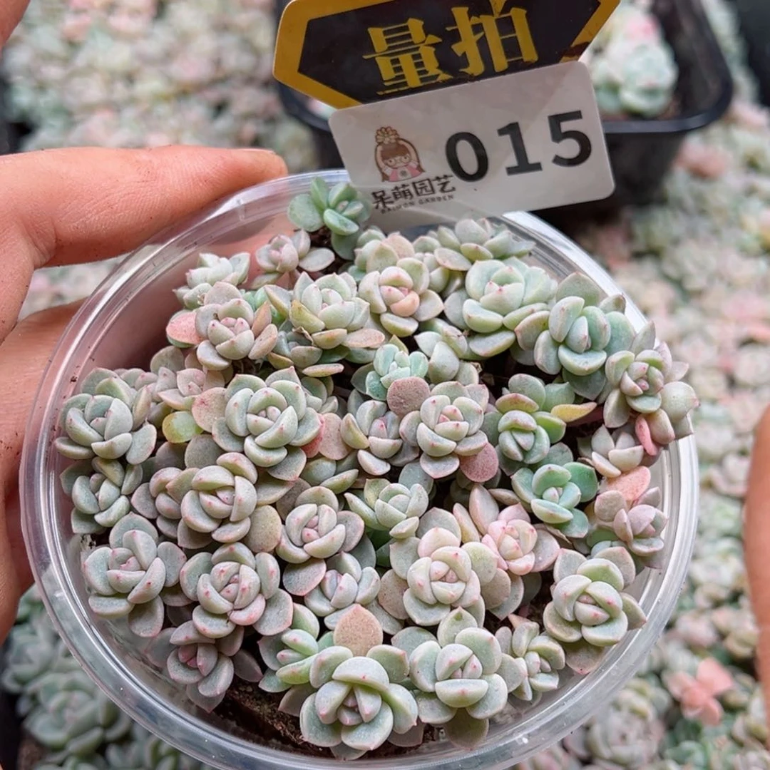 多肉植物多肉植物