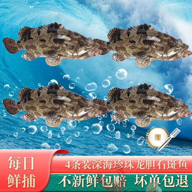 深海龙胆石斑鱼4条装新鲜海鲜深海鱼老虎斑水产海鲜美食共约3.8斤