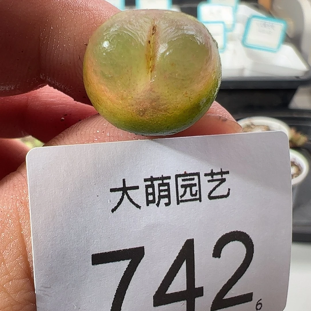 0000742 一物一拍……