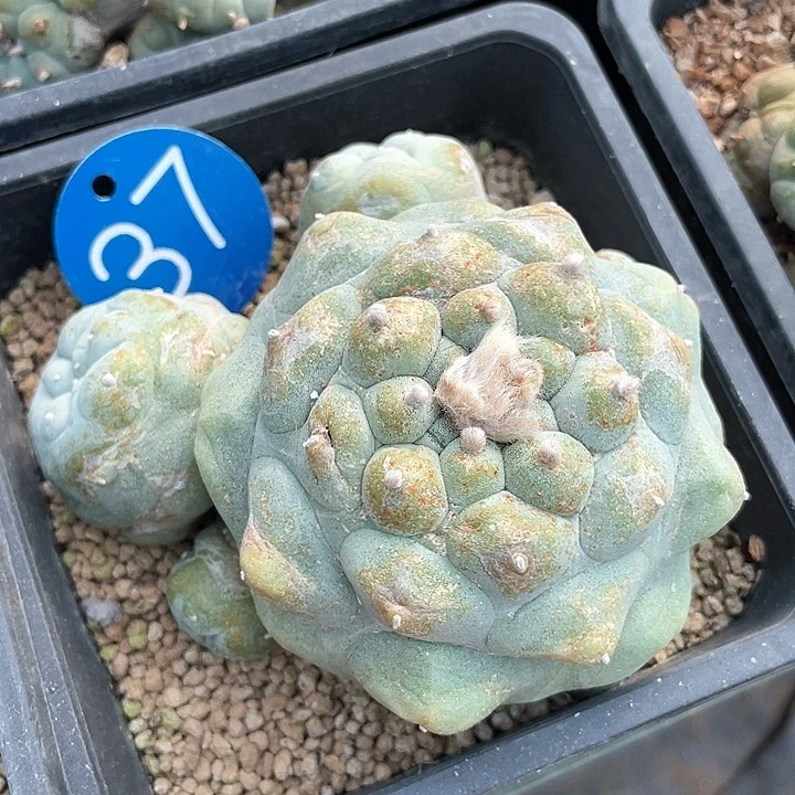 仙人球落地7公分37