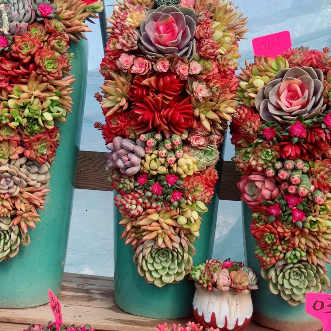 G***O锦绣山河多肉植物