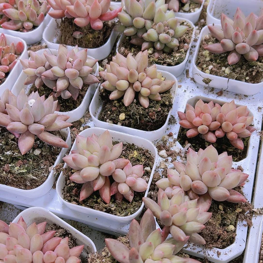 双头红蜻蜓19包邮