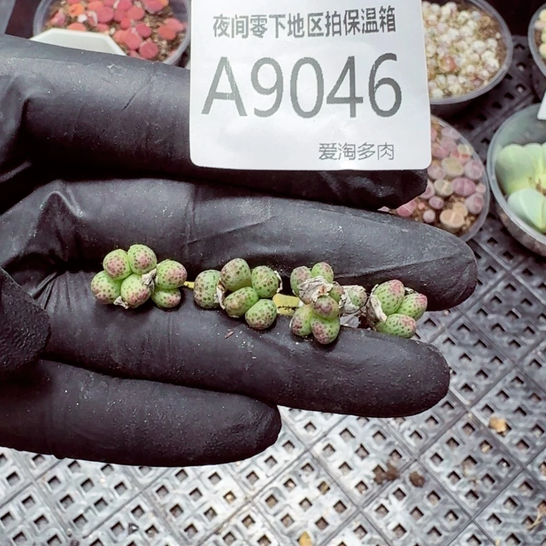 9046––零下地区需拍保温箱