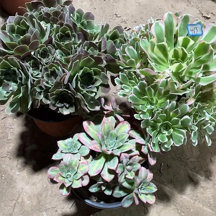 463多肉植物瑕疵特价，