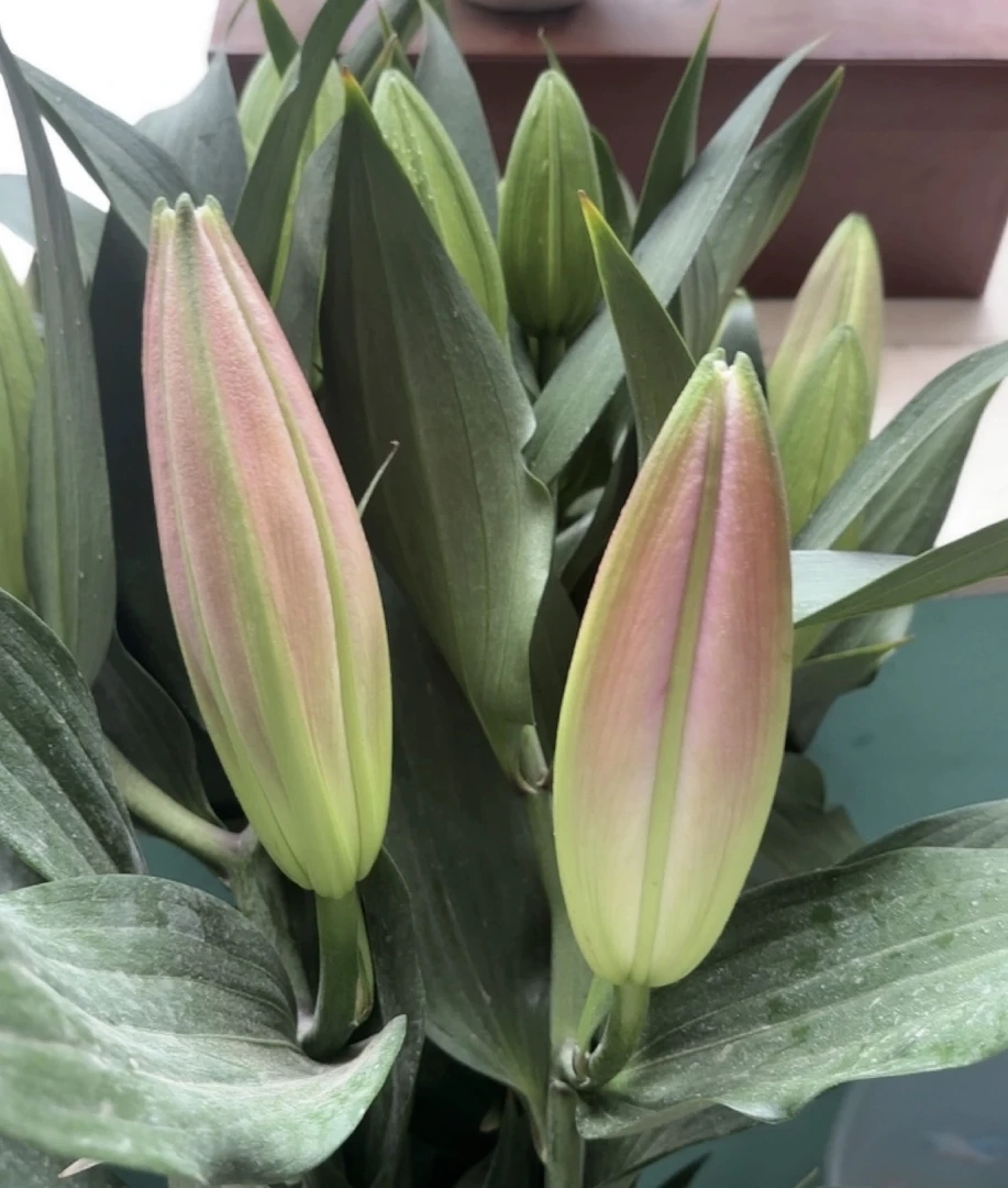 云南百合园花卉【马伦哥】5支15朵花苞香水百合鲜花束水养家用