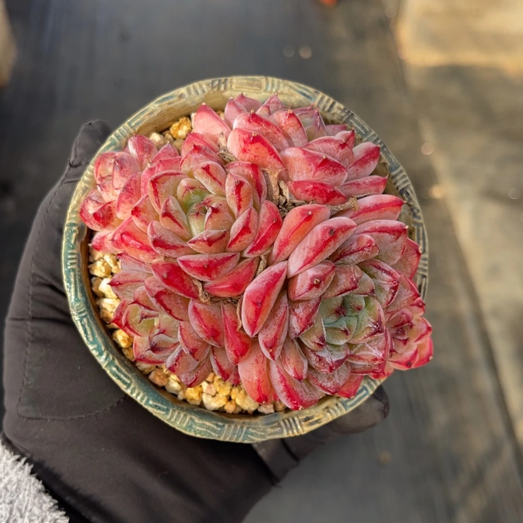 一物一拍不支持退换