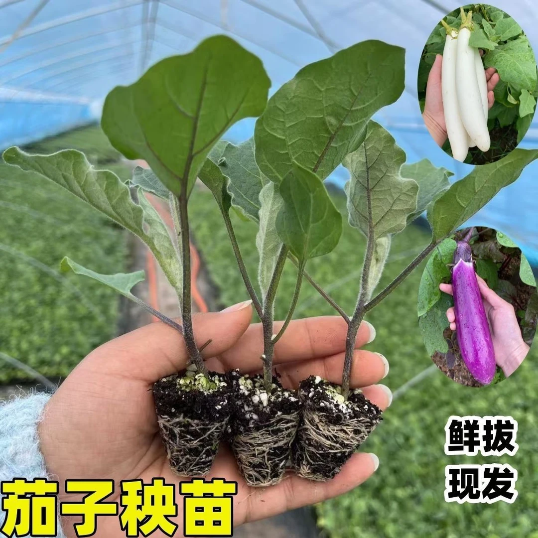高产茄子苗杭茄紫红色茄青绿圆茄包活蔬菜苗辣椒番茄四季盆栽秧苗
