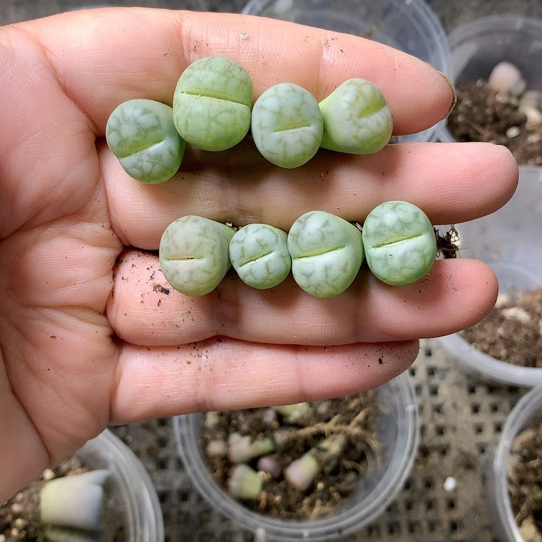 K109多肉植物保护研究所