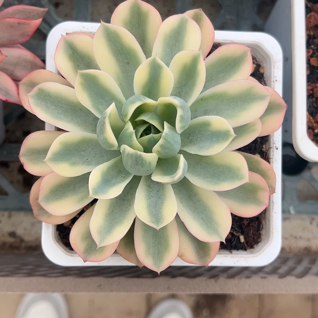 雨滴锦 婕宝一物一拍
