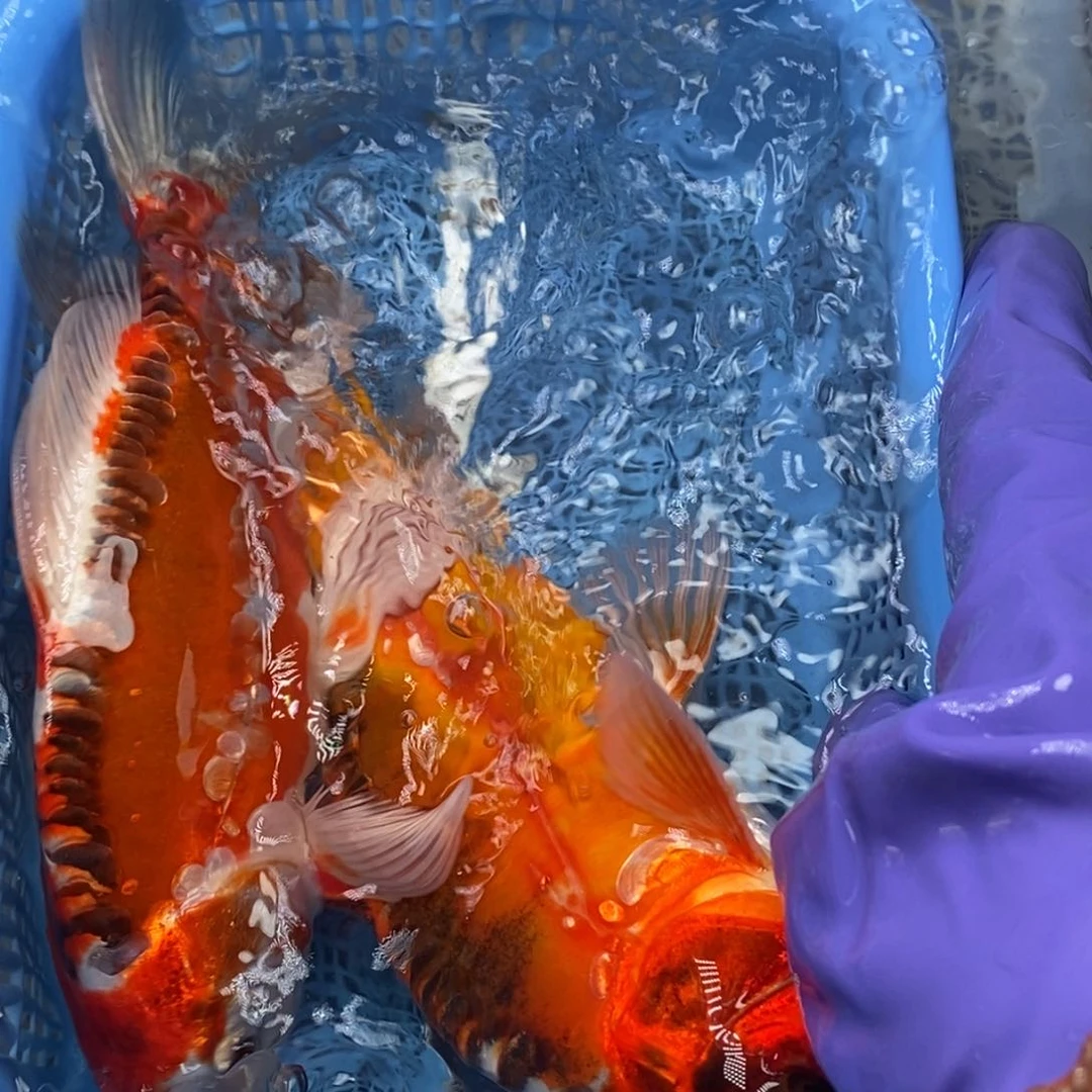 锦鲤冷水锦鲤包邮