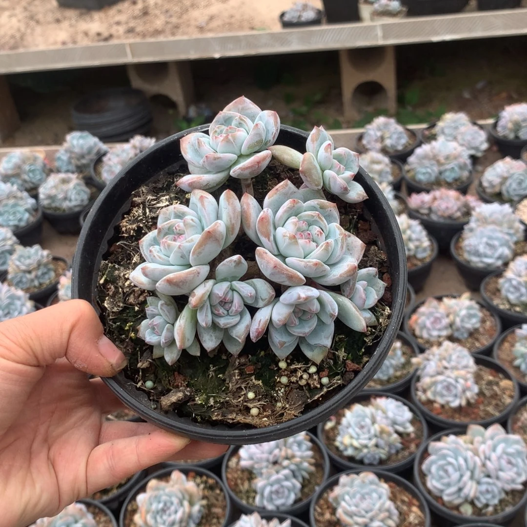 无花朵无砍哈哈哈哈哈哈哈30