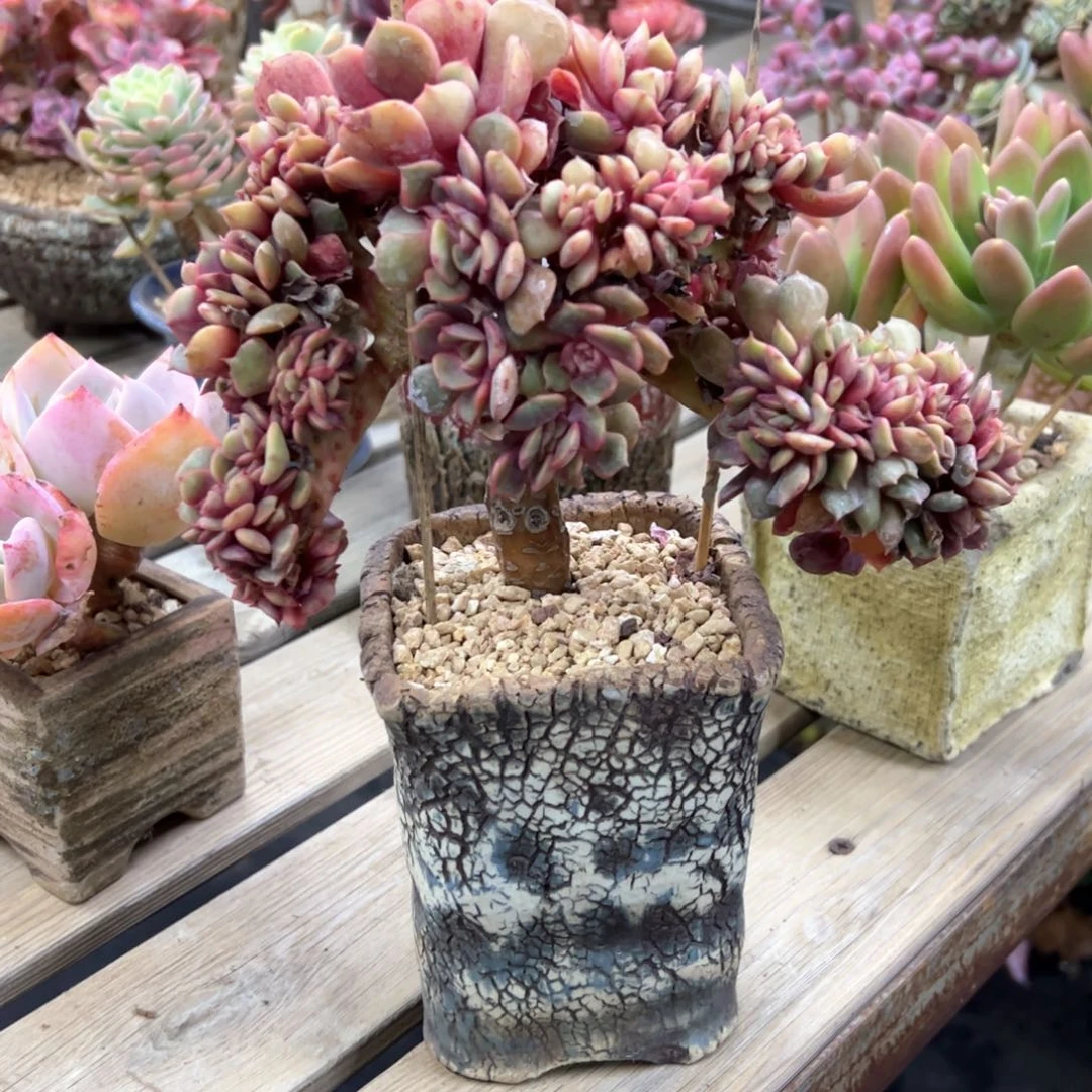 大红袍缀38 零零多肉植物