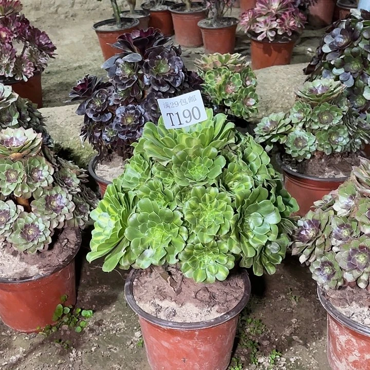 190翡翠琉璃多肉植物