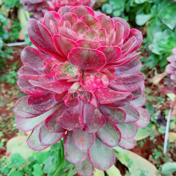 倾城之恋砍一圈仔的主头