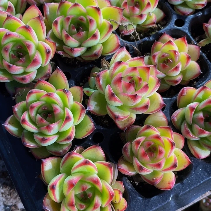 小月亮石1元带土发