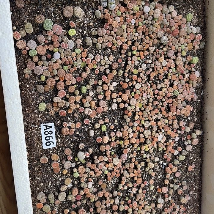 866生石花整筐脱土发货