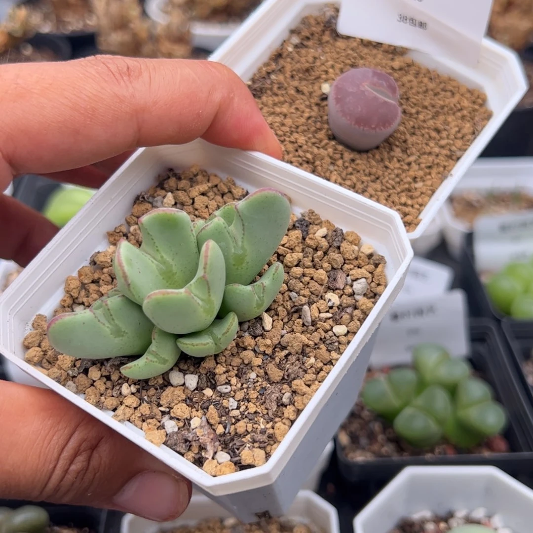8.30福利多肉植物043