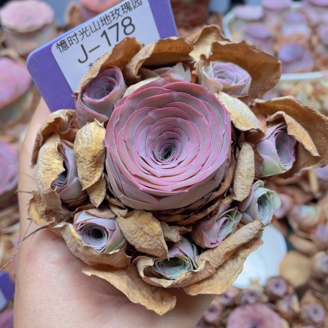 人***茶山地玫瑰J178裸根发货不售后