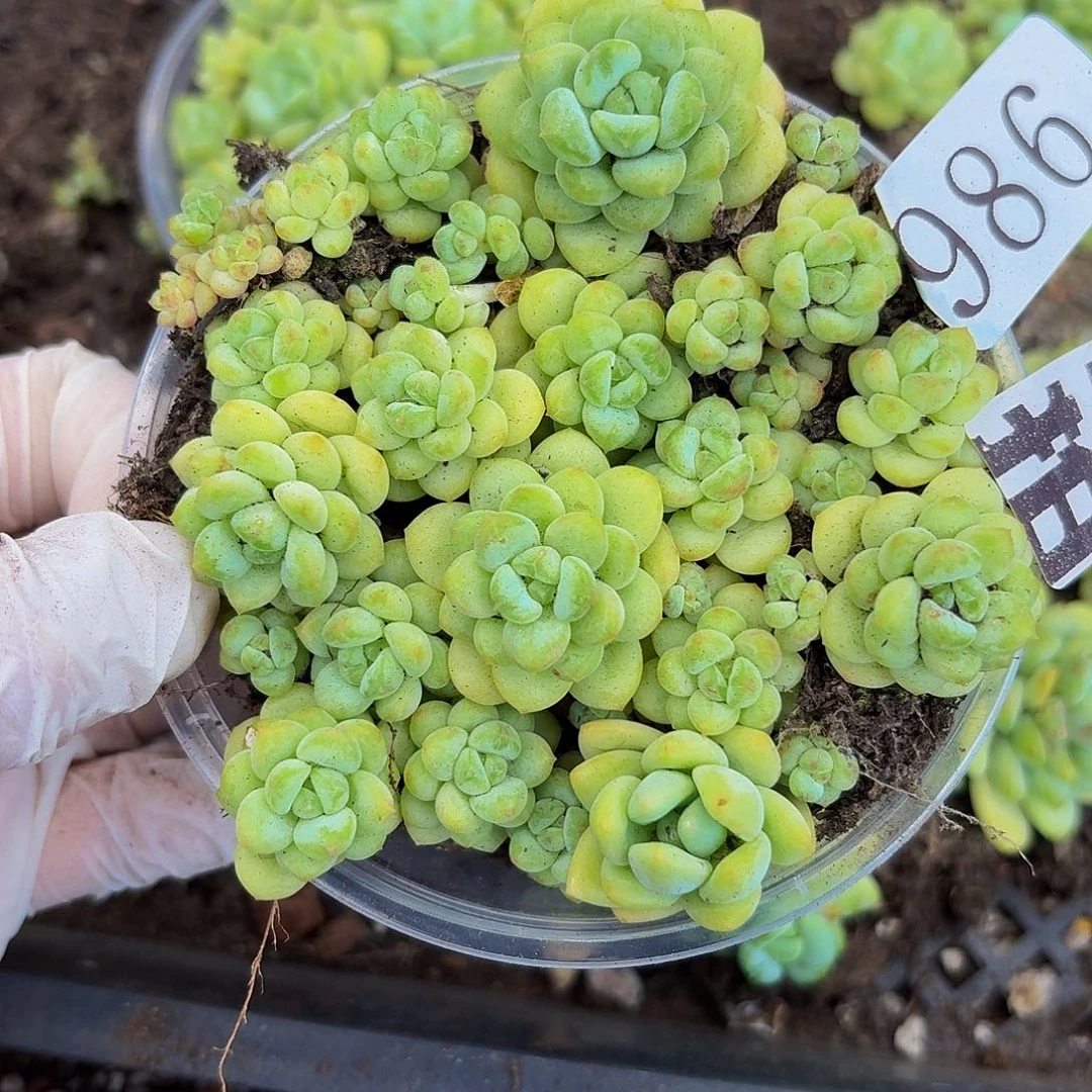 多肉植物多肉植物986量拍