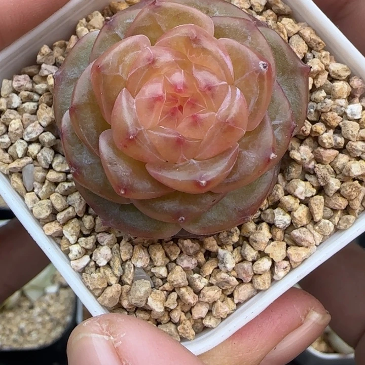 591号知夏晗雨多肉