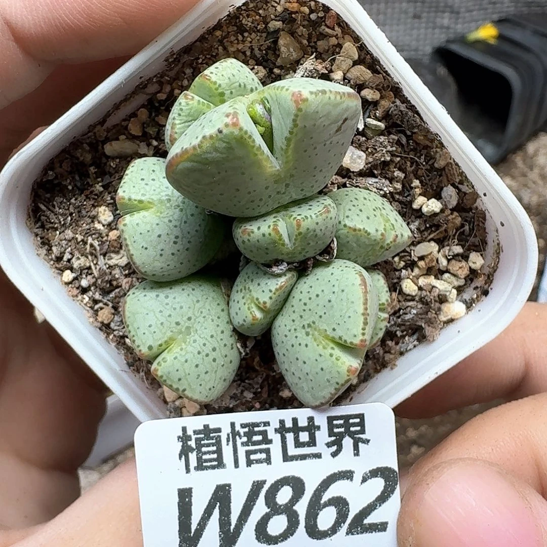 多肉植物的人生fgb