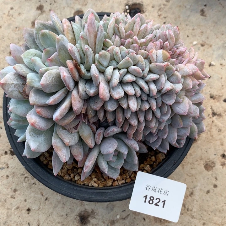 19号下午场。1821