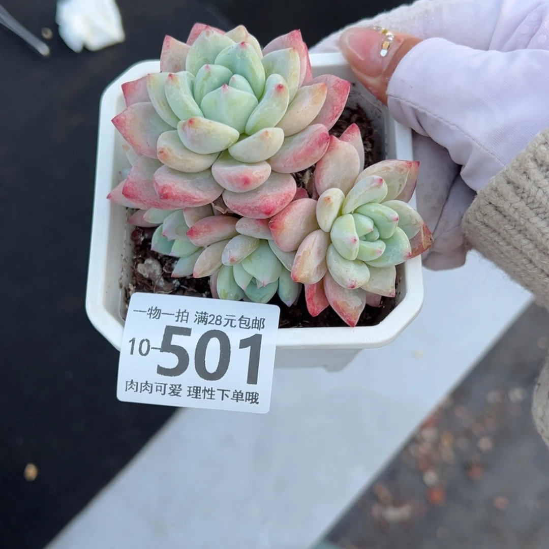 月光之城多肉多肉，