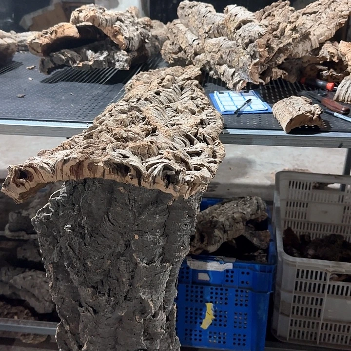 红****完全开放一物一拍一物一发