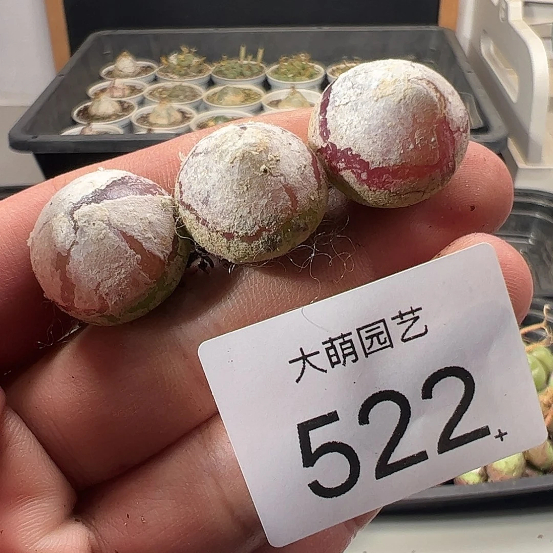 一物一拍。    522