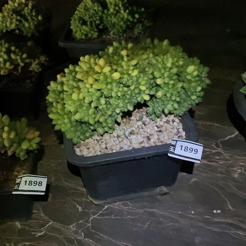 【闪购商品】哈****好千代田缀1899