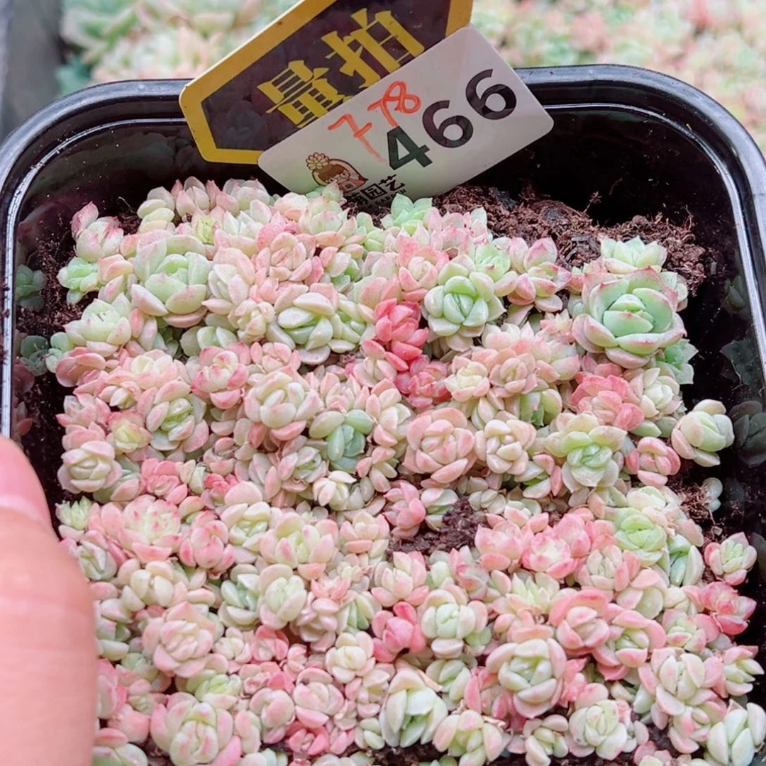 多肉植物多肉植物