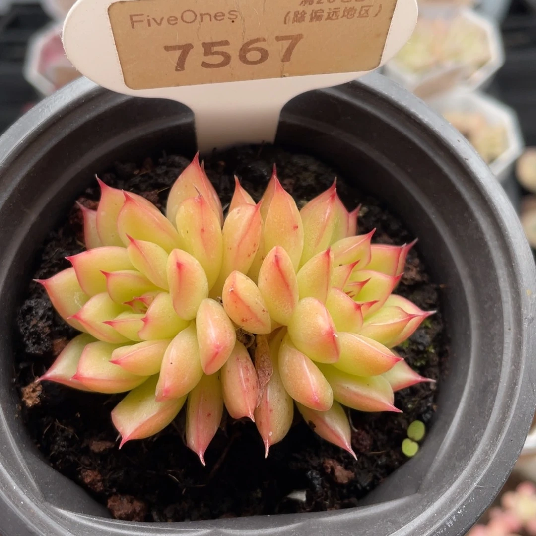 闪光7567-5.5厘米