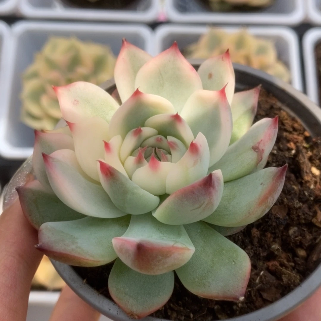 421锦锦锦锦锦锦锦锦