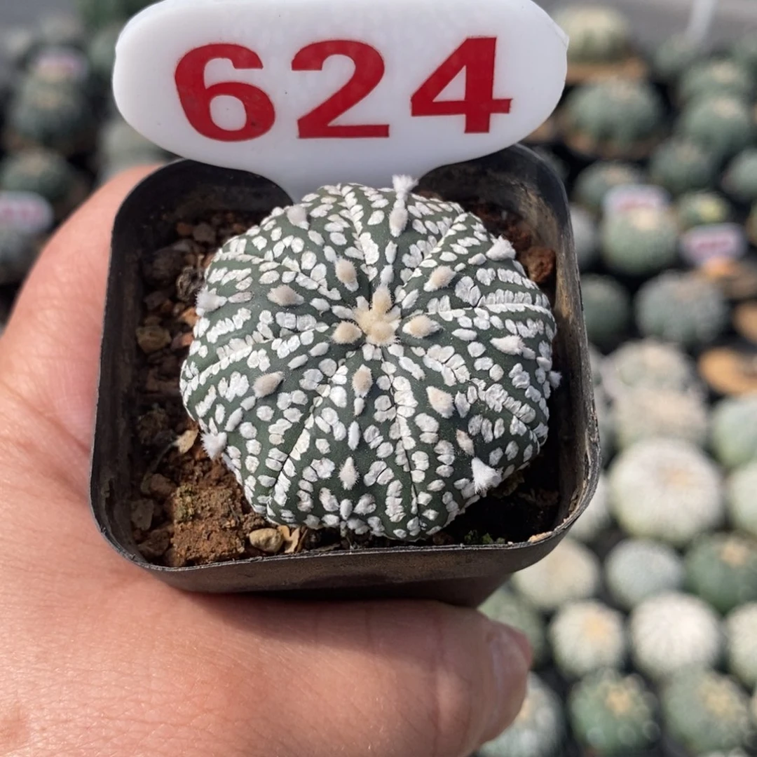 624浓白超兜福利