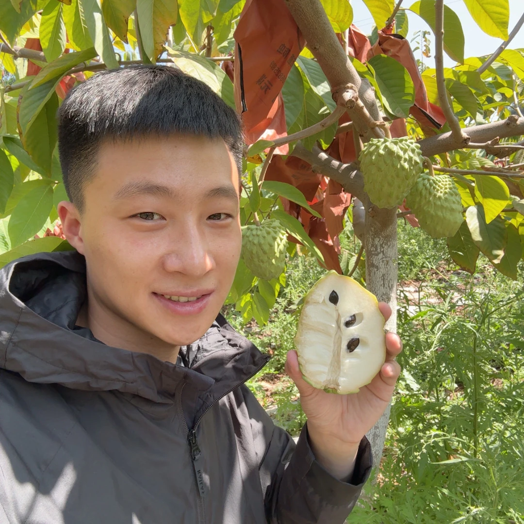 云南凤梨释迦果3-5斤净【顺丰】