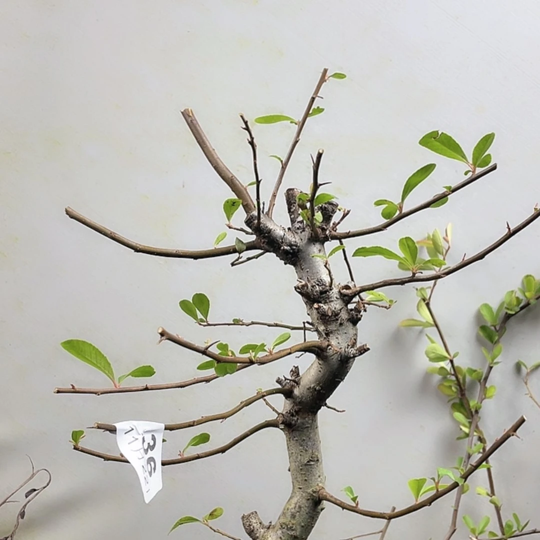 【闪购商品】无花朵036