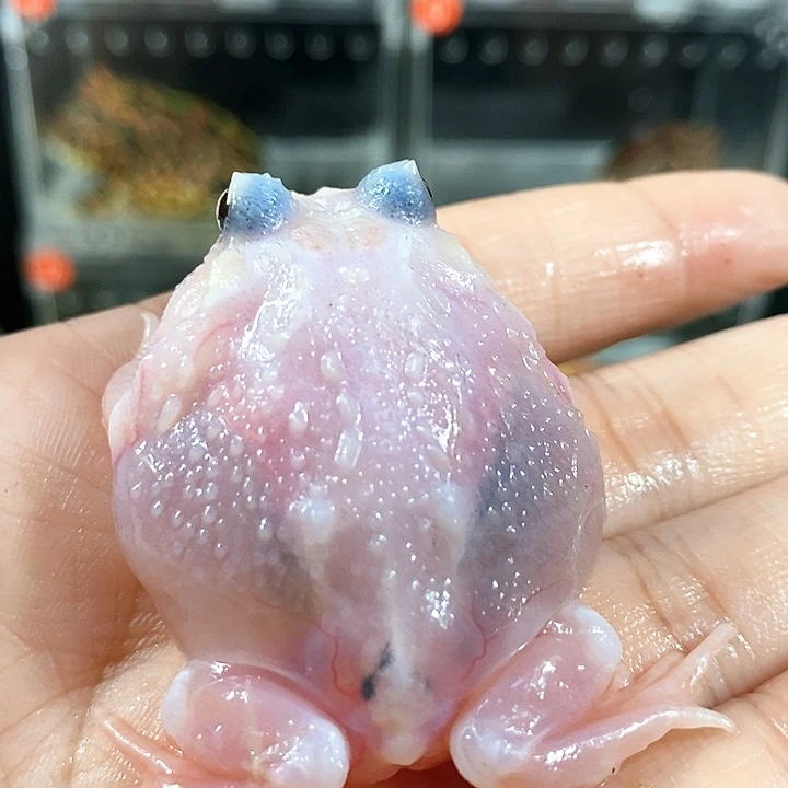 角蛙650号双基因粉雪变异