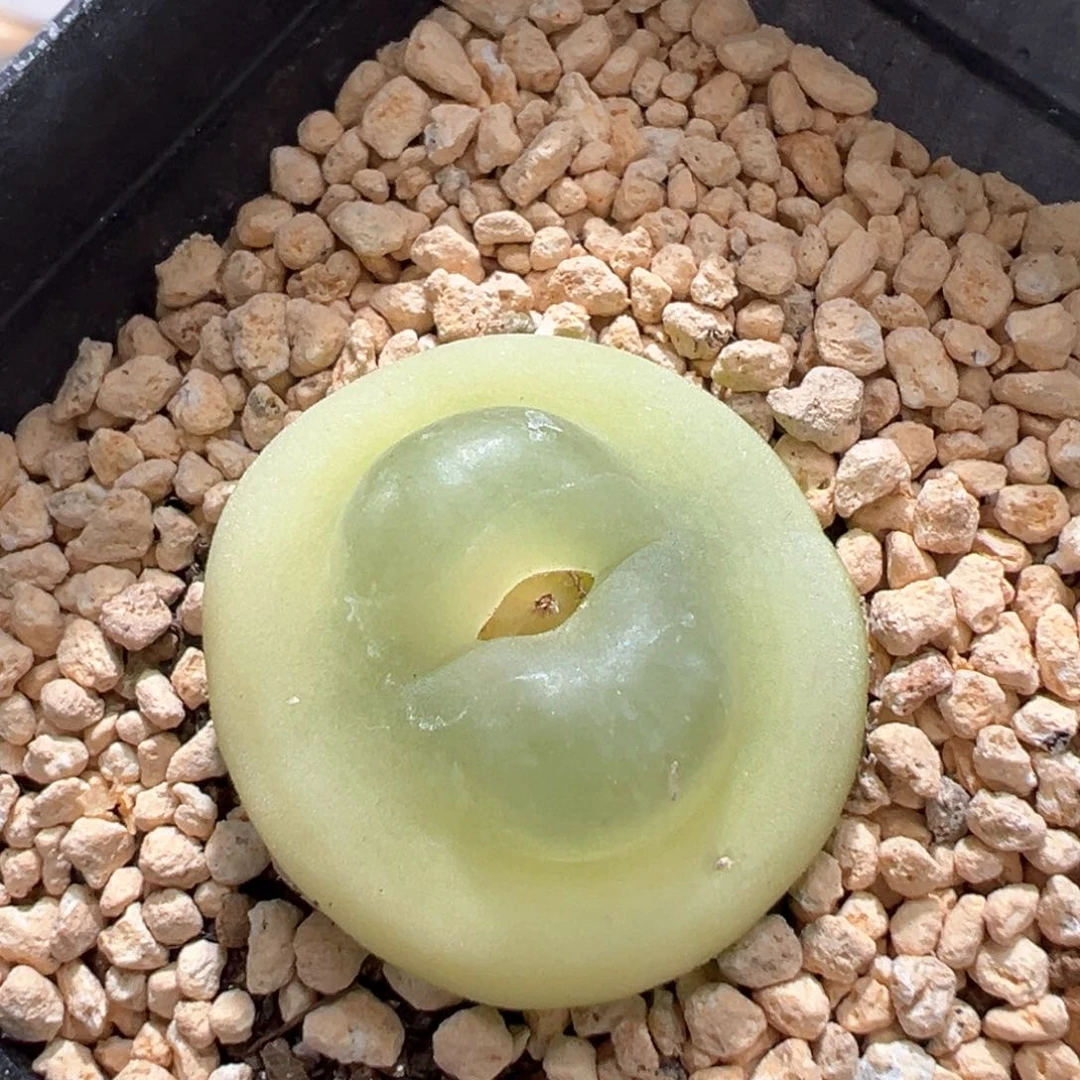 多肉植物61号大拉登2.8厘米