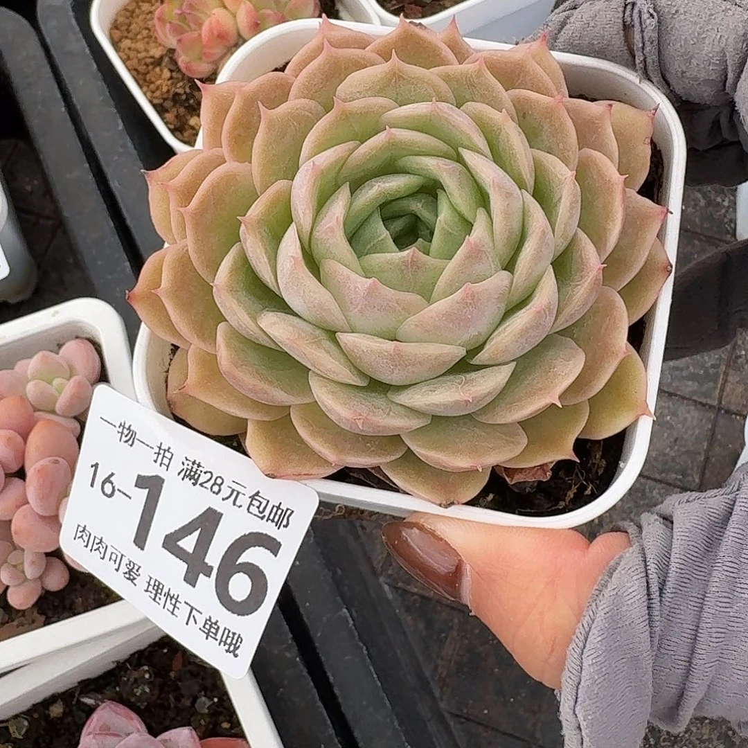 昂斯诺无盆土发货无