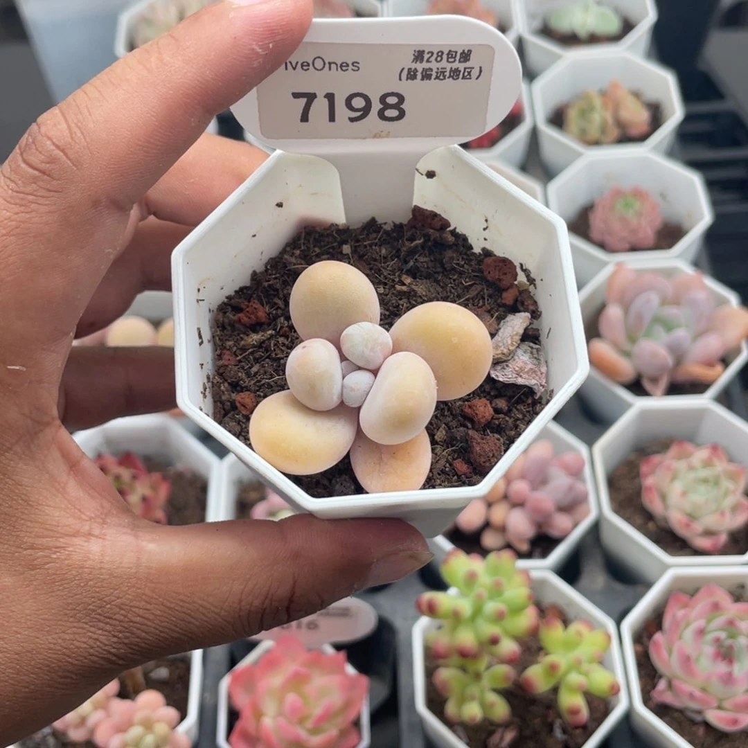 7198橙雪球奶酪4.0厘米