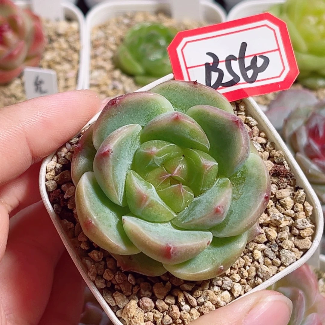 B560 一物一拍 无名