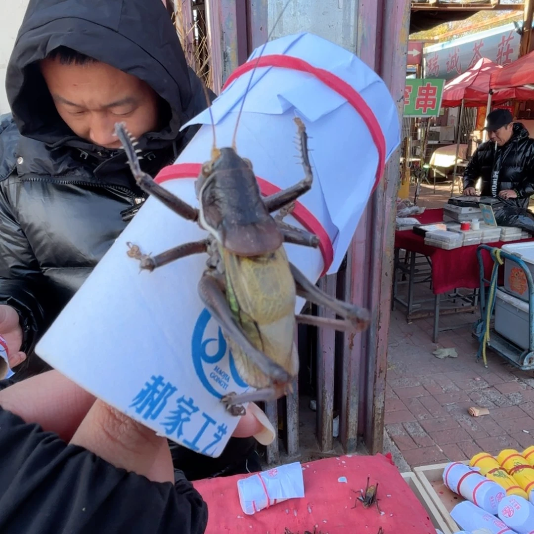 鹅***鹅蝈蝈蝈蝈福福价格